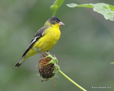Lesser Goldfinch male, Western subspecies, Patagonia, AZ, 8-25-18, Jpa_85304.jpg