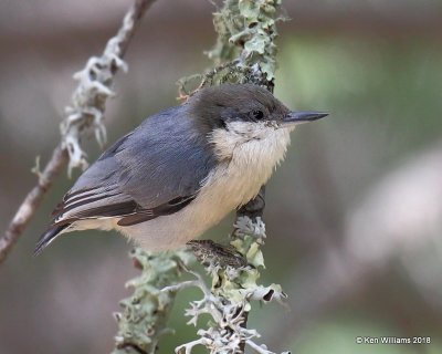 Pygmy Nuthatch, Gila National Forest, NM, 8-16-18, Jpa_80727.jpg