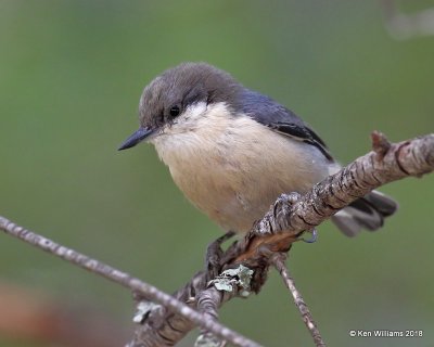 Pygmy Nuthatch, Gila National Forest, NM, 8-16-18, Jpa_80738.jpg