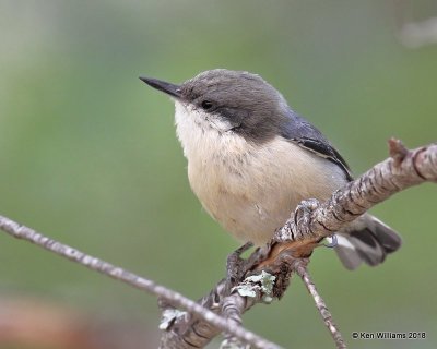 Pygmy Nuthatch, Gila National Forest, NM, 8-16-18, Jpa_80743.jpg