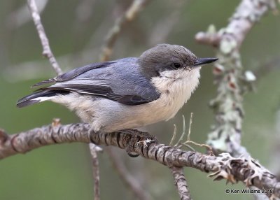 Pygmy Nuthatch, Gila National Forest, NM, 8-16-18, Jpa_80757.jpg