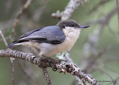 Pygmy Nuthatch, Gila National Forest, NM, 8-16-18, Jpa_80774.jpg