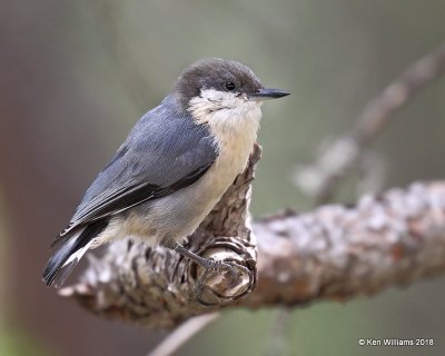 Pygmy Nuthatch, Gila National Forest, NM, 8-16-18, Jpa_80783.jpg