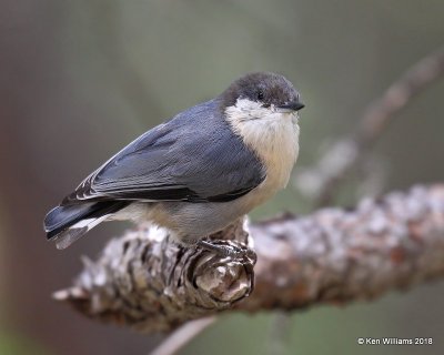 Pygmy Nuthatch, Gila National Forest, NM, 8-16-18, Jpa_80794.jpg