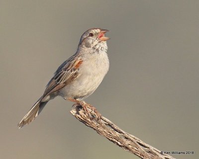 :Rufous-winged Sparrow: