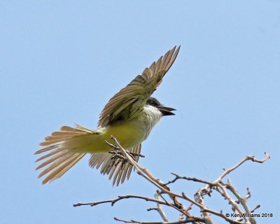 Thick-billed Kingbird