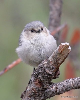 Bushtit, Carr Canyon, AZ, 8-22-18, Jpa_83020.jpg