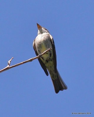 Greater Pewee, Madera Cyn, AZ, 8-27-18, Jpa_86472.jpg