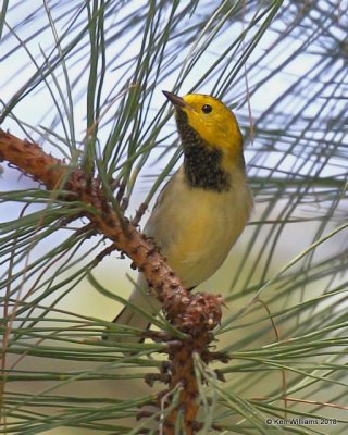 : Hermit Warbler: