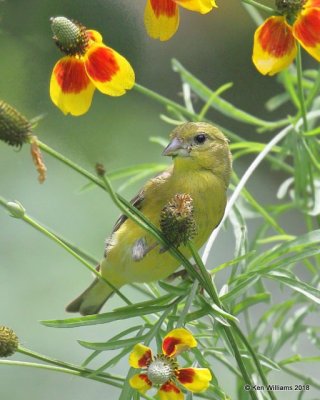 Lesser Goldfinch female, Western subspecies, Patagonia, AZ, 8-25-18, Jpa_85465.jpg