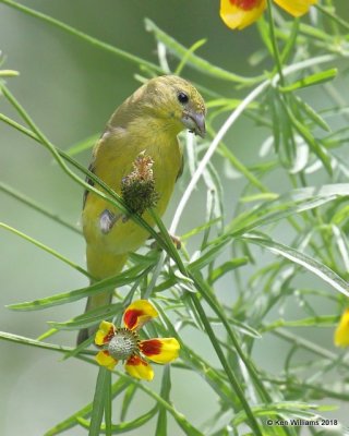 Lesser Goldfinch female, Western subspecies, Patagonia, AZ, 8-25-18, Jpa_85476.jpg