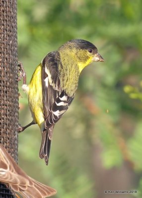 Lesser Goldfinch male, Western subspecies, Portal, AZ, 8-19-18, Jpa_1207.jpg