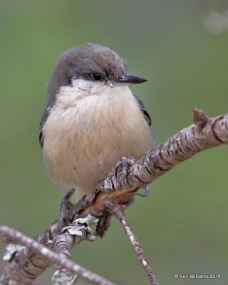 Pygmy Nuthatch, Gila National Forest, NM, 8-16-18, Jpa_80741.jpg
