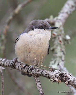 Pygmy Nuthatch, Gila National Forest, NM, 8-16-18, Jpa_80771.jpg