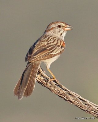 Rufous-winged Sparrow, Tuxson, AZ, 8-28-18, Jp_87030.jpg