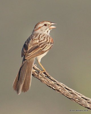 Rufous-winged Sparrow, Tuxson, AZ, 8-28-18, Jpa_87024.jpg