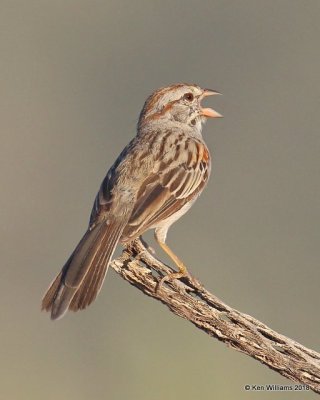 Rufous-winged Sparrow, Tuxson, AZ, 8-28-18, Jpa_87068.jpg