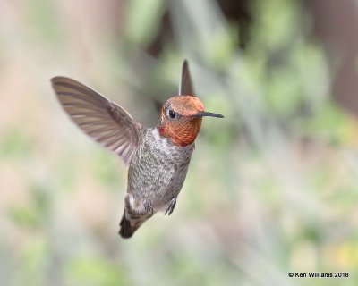 : Anna's Hummingbird :