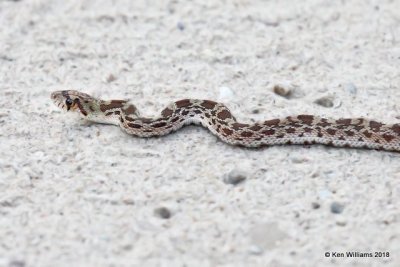 Arizona Glossy Snake, Arizona elegans, Miller Canyon, AZ, 8-21-18, Jpa_82886.jpg