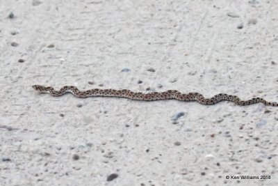 Arizona Glossy Snake, Arizona elegans, Miller Canyon, AZ, 8-21-18, Jpa_82897.jpg