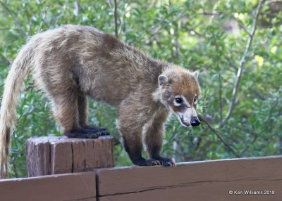 Coatimundi, Madera Canyon, AZ, 8-27-18, Jpa_86849.jpg