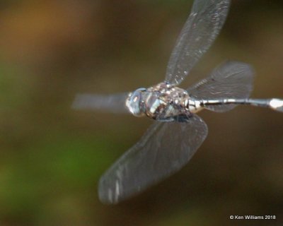 Masked Clubskimmer, Brechmarhoga pertinax, Patagonia, AZ, 8-25-18, Jpa_85015.jpg