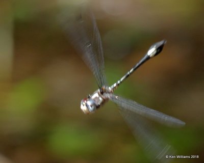 Masked Clubskimmer, Brechmarhoga pertinax, Patagonia, AZ, 8-25-18, Jpa_85016.jpg