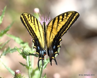 Two-tailed Swallowtail, Papilio multicaudata, Portal, AZ, 8-19-18, Jpa_1433.jpg
