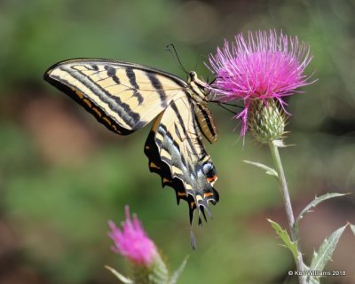 Two-tailed Swallowtail, Papilio multicaudata, Portal, AZ, 8-19-18, Jpa_1469.jpg