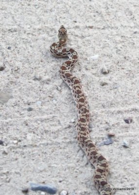 Arizona Glossy Snake, Arizona elegans, Miller Canyon, AZ, 8-21-18, Jpa_82902.jpg