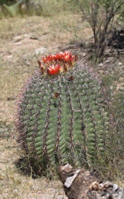 Candy Barrel Cactus, Ferocactus wislizeni, Tuxson, AZ, 8-28-18, Jpa_86941.jpg
