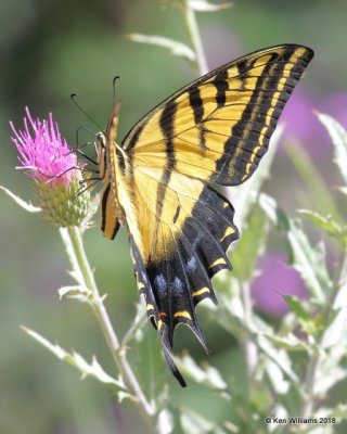 Two-tailed Swallowtail, Papilio multicaudata, Portal, AZ, 8-19-18, Jpa_1444.jpg