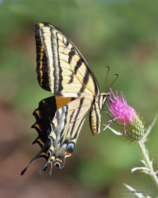 Two-tailed Swallowtail, Papilio multicaudata, Portal, AZ, 8-19-18, Jpa_1460.jpg