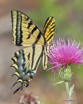 Two-tailed Swallowtail, Papilio multicaudata, Portal, AZ, 8-19-18, Jpa_1487.jpg