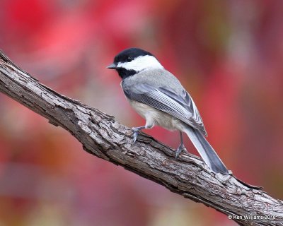 Carolina Chickadee, Nowata Co, OK, 11-4-18, Jpa_26152.jpg