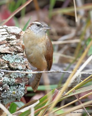 Carolina Wren, Nowata Co, OK, 11-4-18, Jpa_26214.jpg