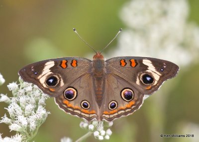 Common Buckeye, Cherokee County, OK, 9-10-18, Jpa_24862.jpg