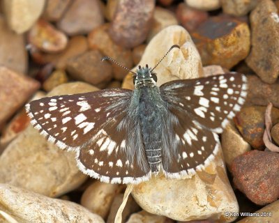 Common Checkered-Skipper, Cherokee County, OK, 9-10-18, Jpa_24932.jpg