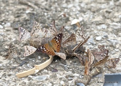 Hackberry Emperors, Cherokee County, OK, 9-10-18, Jpa_25172.jpg