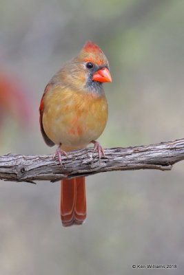 Northern Cardinal female, Nowata Co, OK, 11-4-18, JJpa_26139.jpg