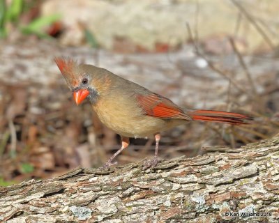 Northern Cardinal female, Nowata Co, OK, 11-4-18, Jpa_26473.jpg