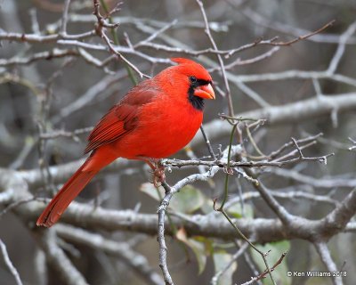 Northern Cardinal male, Nowata Co, OK, 11-4-18, Jpa_26202.jpg