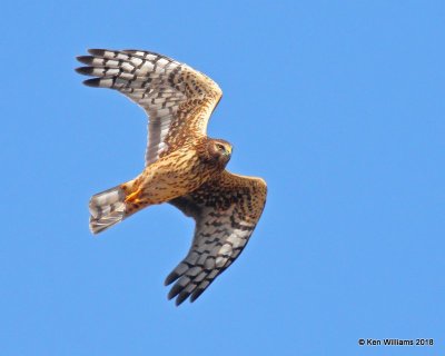 Northern Harrier female, Noble County, OK, 10-22-17, Jpa_25905.jpg