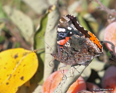 Red Admiral, Pawnee County, OK, 10-3-18. Jpa_25649.jpg