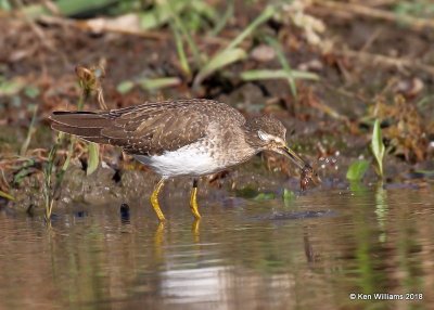 Solitary Sandpiper, Nowata Co, OK, 11-4-18, Jpa_26630.jpg