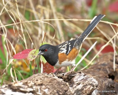 Spotted Towhee, Nowata Co, OK, 11-4-18, Jpa_26343.jpg