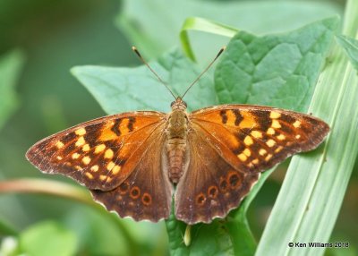 Tawny Emperor, Cherokee County, OK, 9-10-18, Jpa_25041.jpg