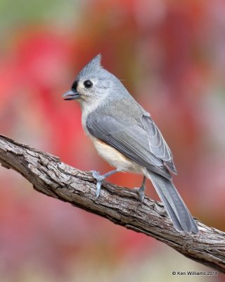 Tufted Titmouse, Nowata Co, OK, 11-4-18, Jpa_26040.jpg