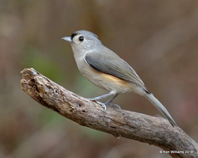 Tufted Titmouse, Nowata Co, OK, 11-4-18, Jpa_26286.jpg