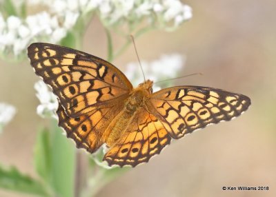 Variegated Fritillary, Cherokee County, OK, 9-10-18, Jpa_24930.jpg